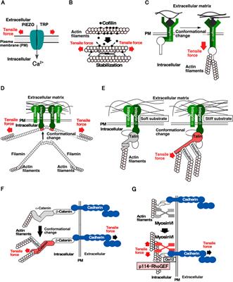 Roles of the Dbl family of RhoGEFs in mechanotransduction – a review